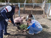 Новые деревья появились на территории светловской медсанчасти.