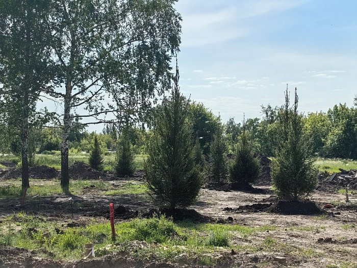 «Каскад» украсили красавицы ели.