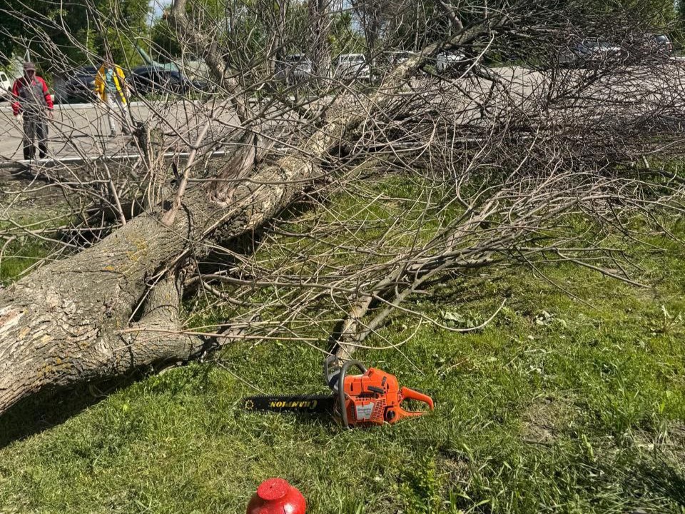 спиленное дерево.