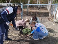 Новые деревья появились на территории светловской медсанчасти. Новые деревья появились на территории светловской медсанчасти.